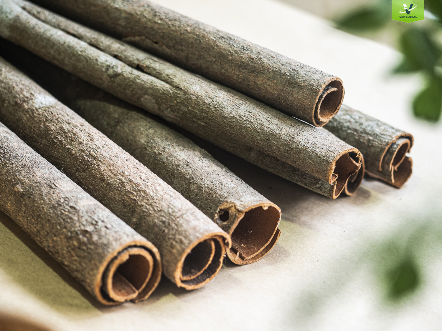 Quế - Thảo dược cho những vị thuốc thơm nồng